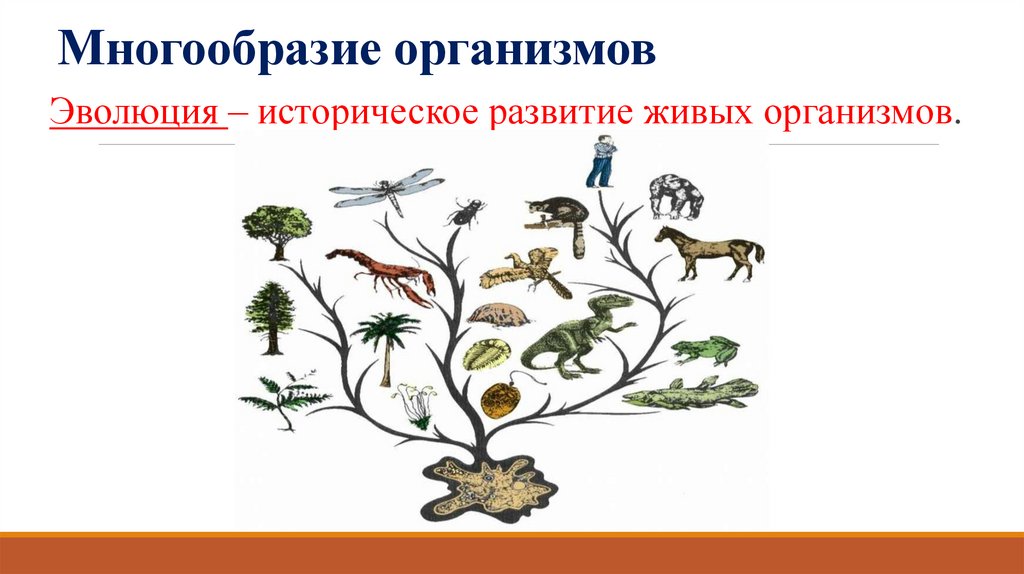 Многообразие организмов