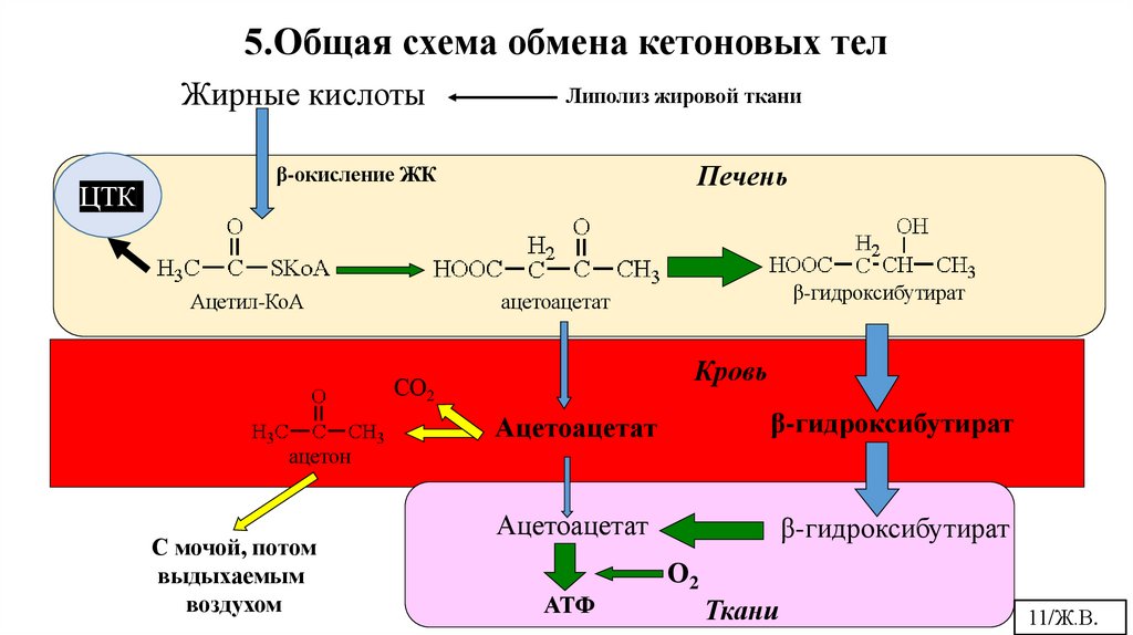 5.Общая схема обмена кетоновых тел