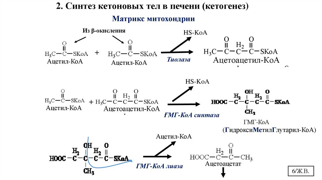 2. Синтез кетоновых тел в печени (кетогенез)