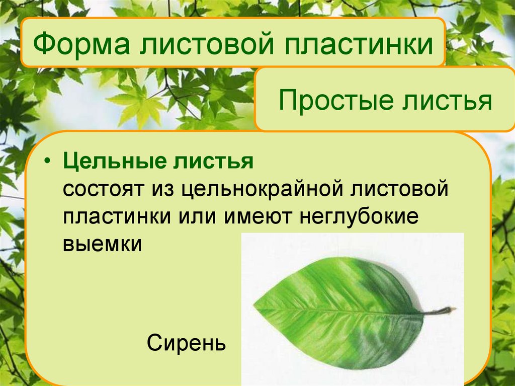 Простые листья