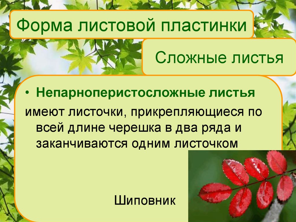 Сложные листья