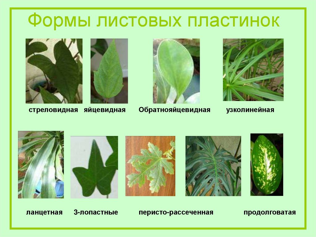 Формы листовых пластинок