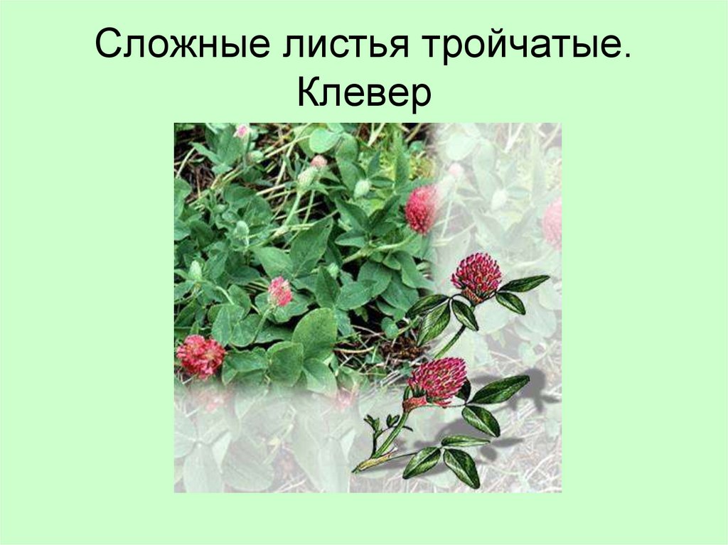 Сложные листья тройчатые. Клевер