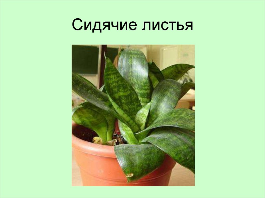 Сидячие листья