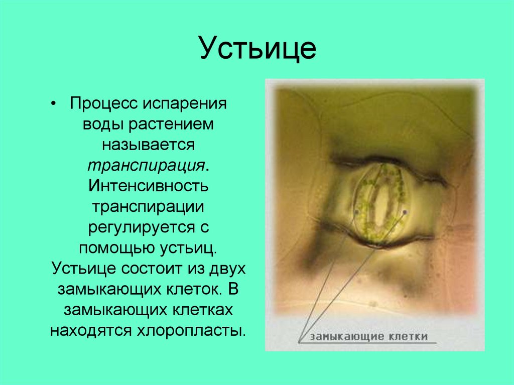 Устьице