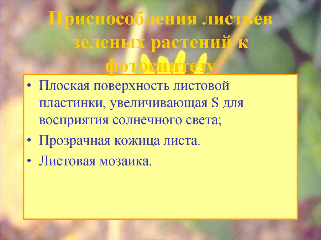 Приспособления листьев зеленых растений к фотосинтезу