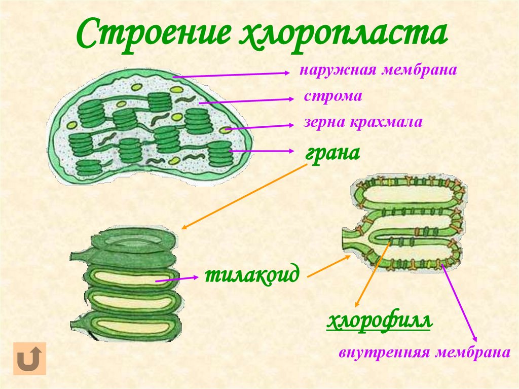 Строение хлоропласта