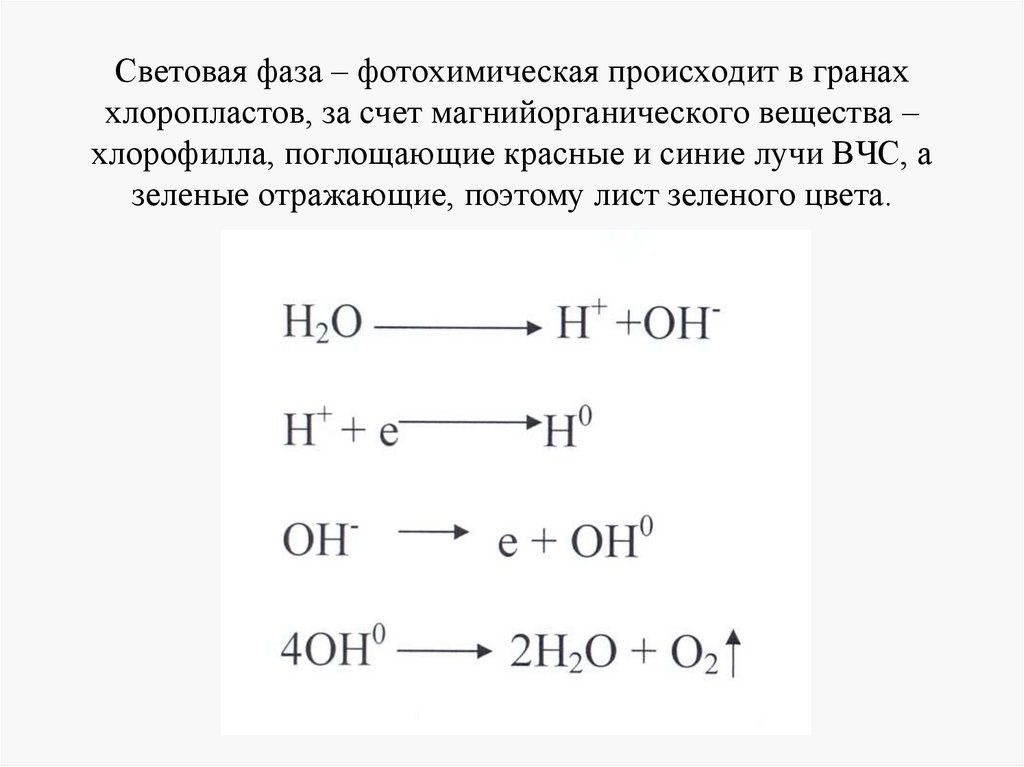Световая фаза – фотохимическая происходит в гранах хлоропластов, за счет магнийорганического вещества – хлорофилла, поглощающие