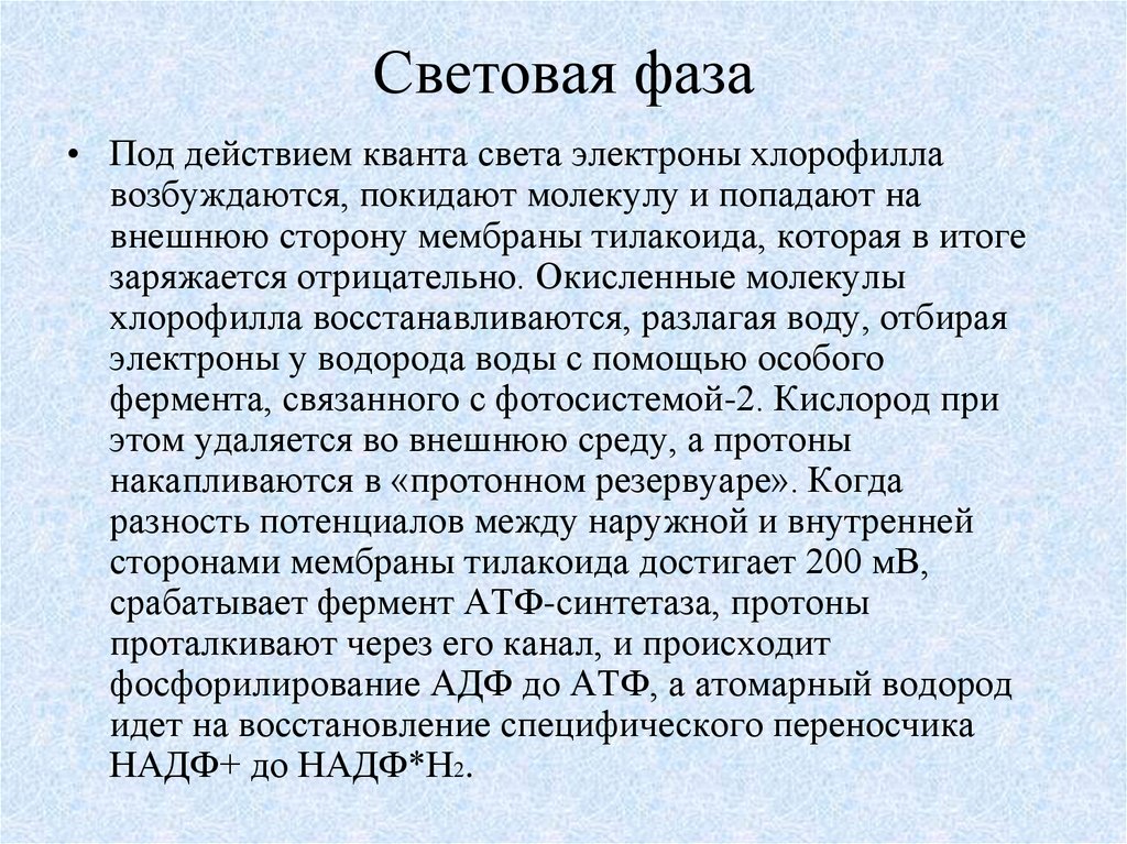 Световая фаза
