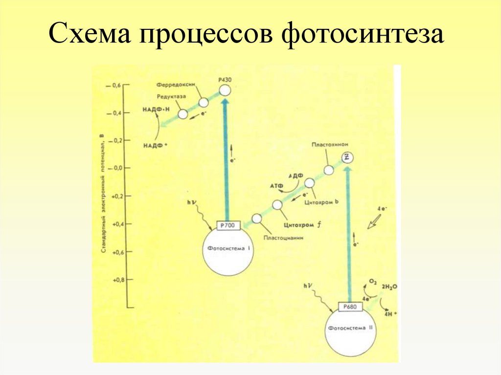 Схема процессов фотосинтеза