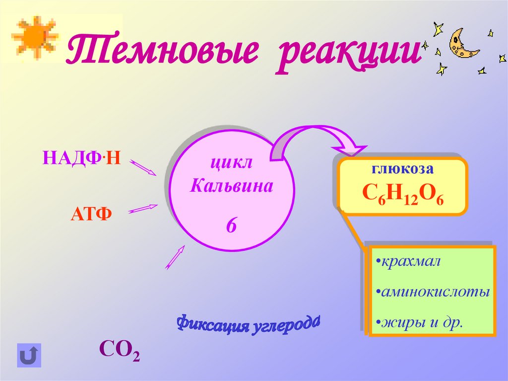 Темновые реакции
