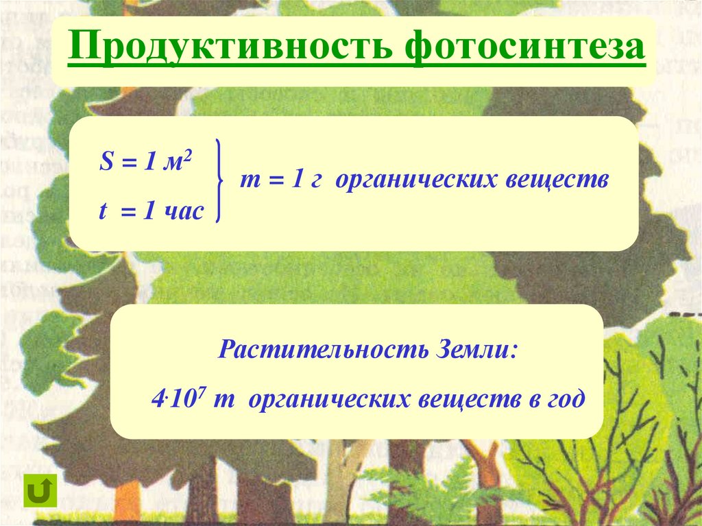 Продуктивность фотосинтеза