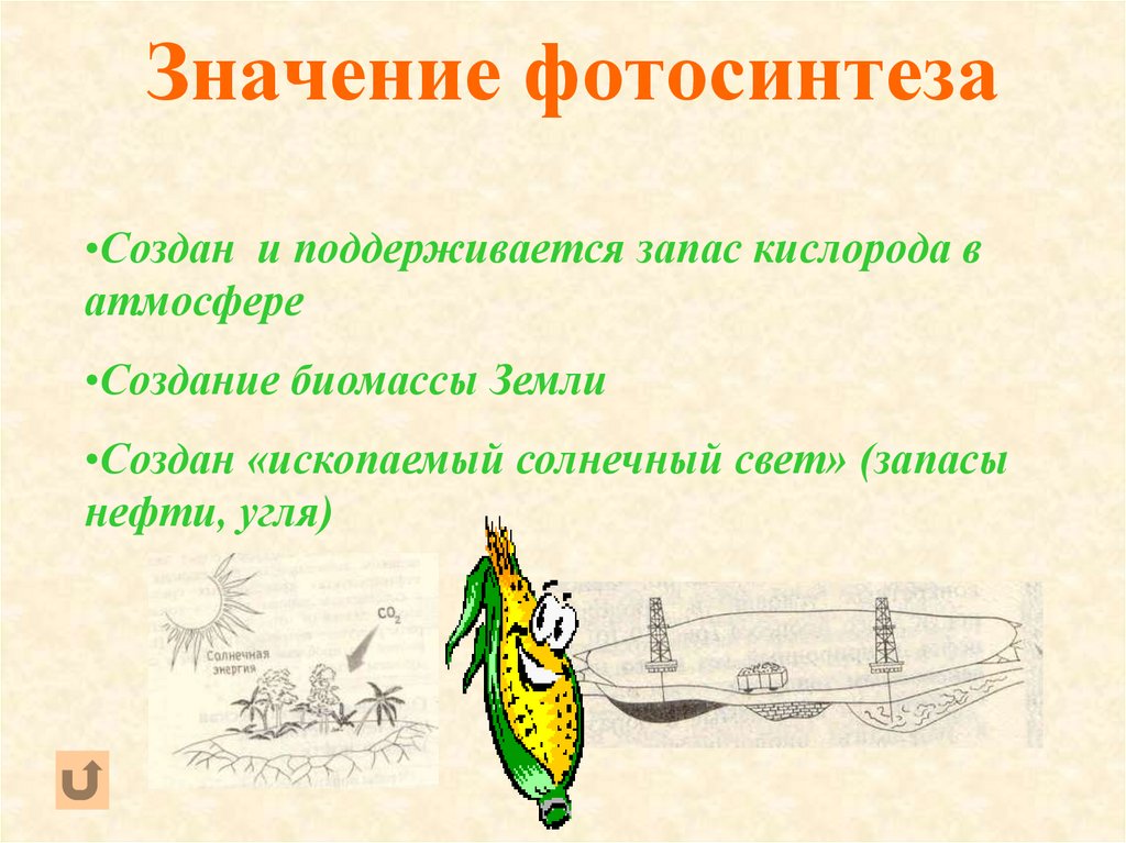 Значение фотосинтеза