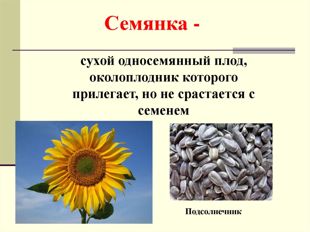 Семянка односемянный или многосемянный плод. Семейство сложноцветные строение плода. Плод семянка астровых. Семянка сложноцветных. Подсолнечник плод семянка.