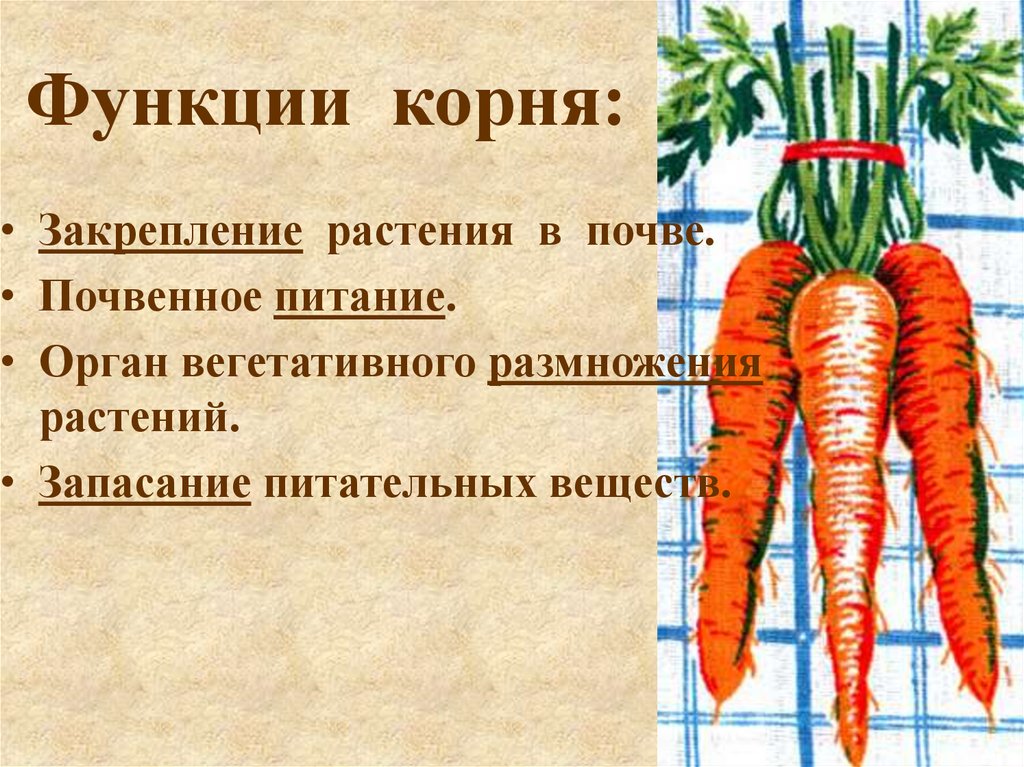 Функции корня: