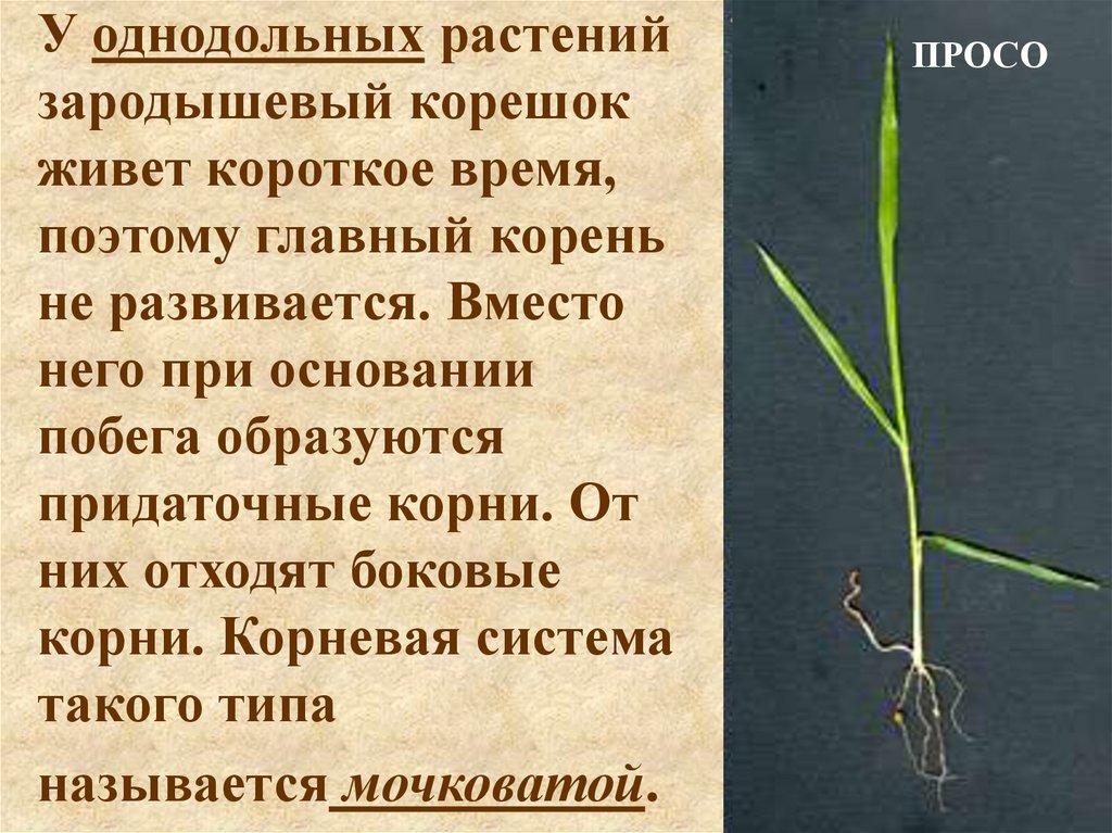 У однодольных растений зародышевый корешок живет короткое время, поэтому главный корень не развивается. Вместо него при
