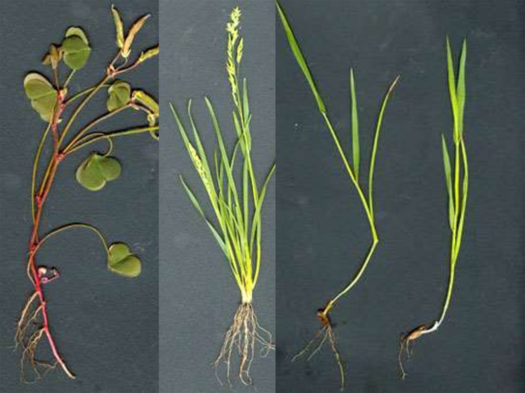 Определи типы корневых систем у растений