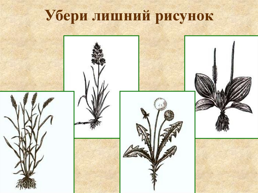 Убери лишний рисунок