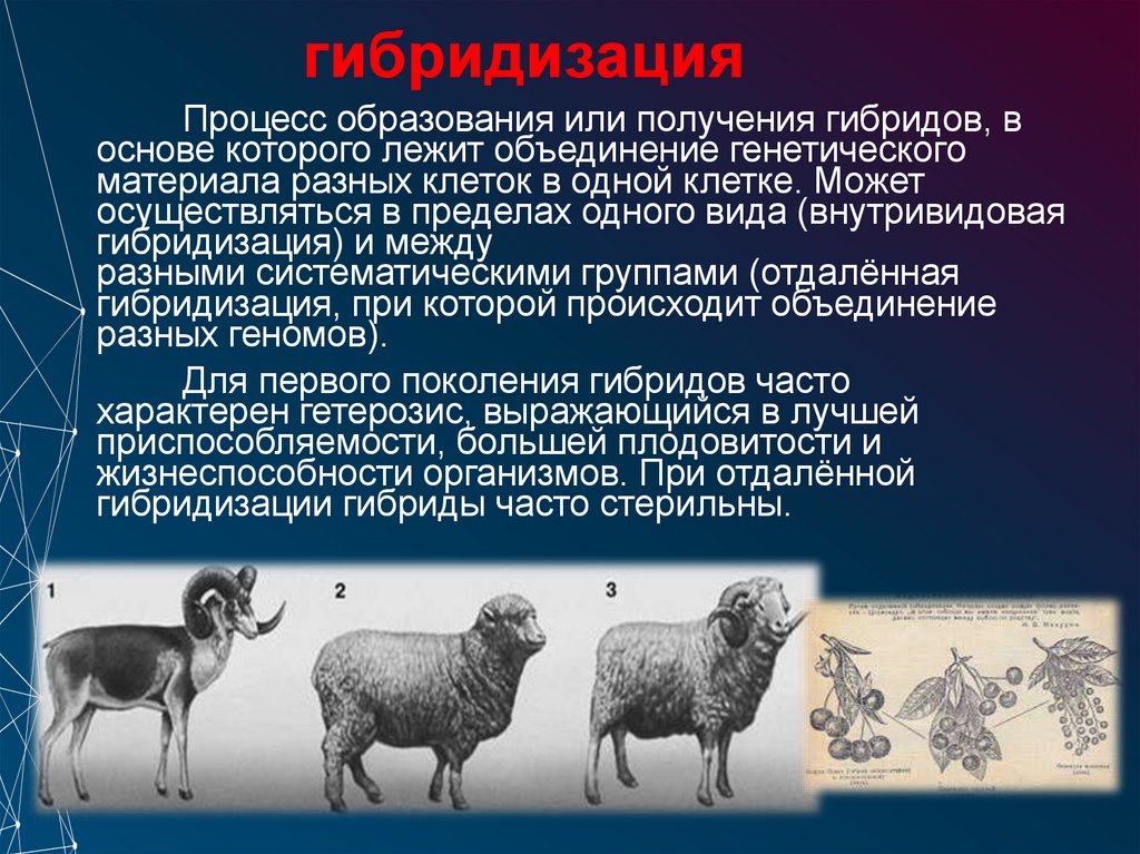 гибридизация