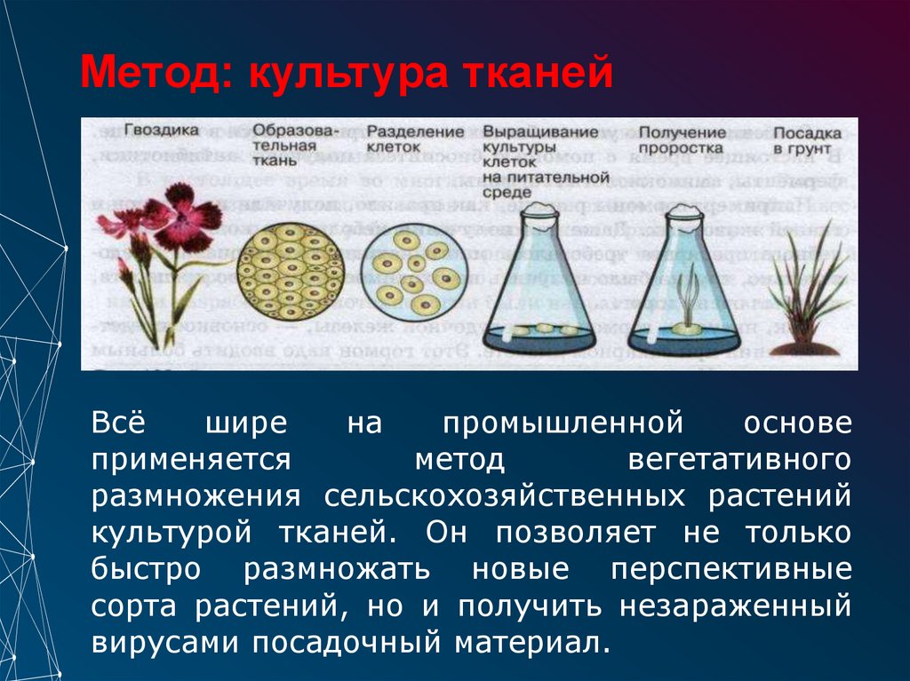 Метод: культура тканей