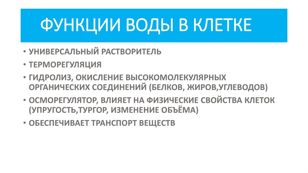 ФУНКЦИИ ВОДЫ В КЛЕТКЕ