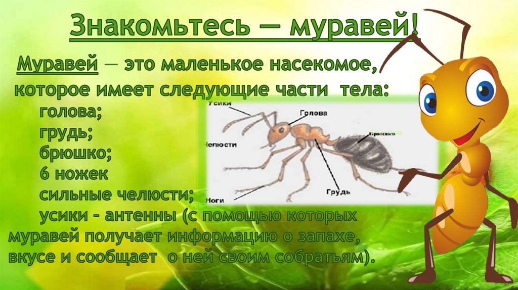 Знакомьтесь — муравей! Муравей — это маленькое насекомое, которое имеет следующие части тела: голова; грудь; брюшко; 6 ножек
