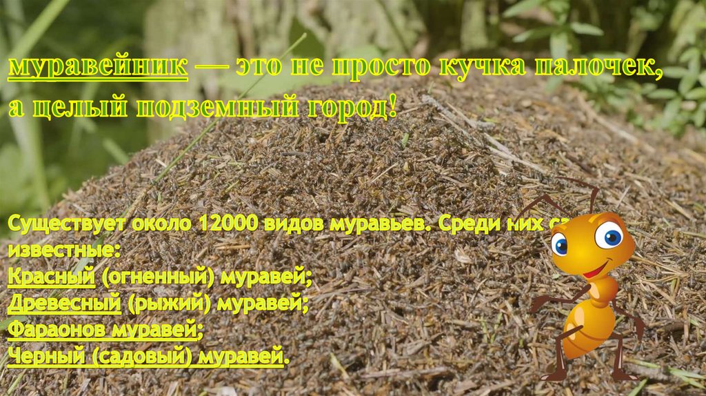 муравейник — это не просто кучка палочек, а целый подземный город! Существует около 12000 видов муравьев. Среди них самые