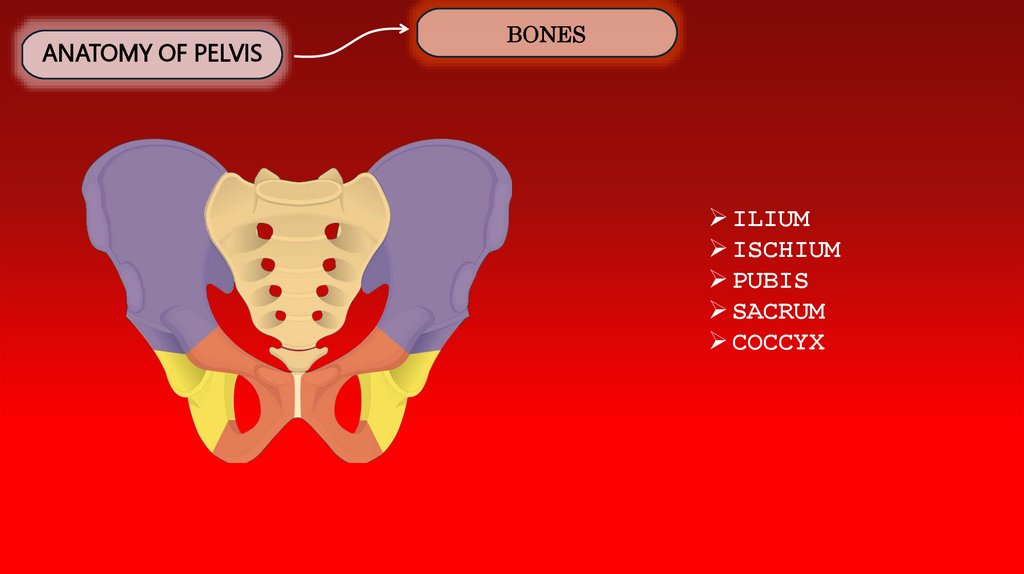 ANATOMY OF PELVIS