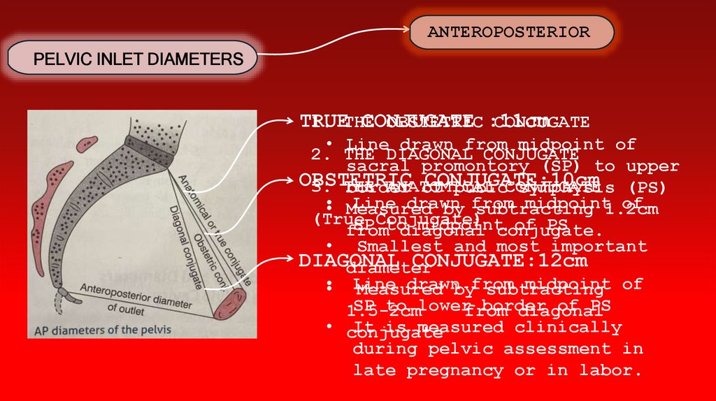PELVIC INLET DIAMETERS