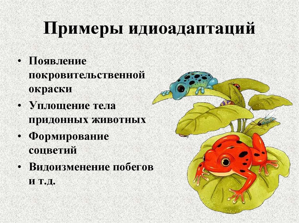 Примеры идиоадаптаций