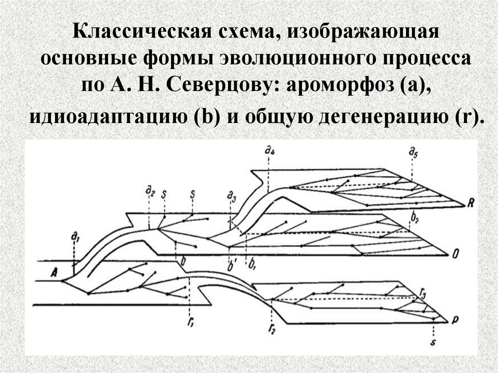 Классическая схема, изображающая основные формы эволюционного процесса по А. Н. Северцову: ароморфоз (a), идиоадаптацию (b) и