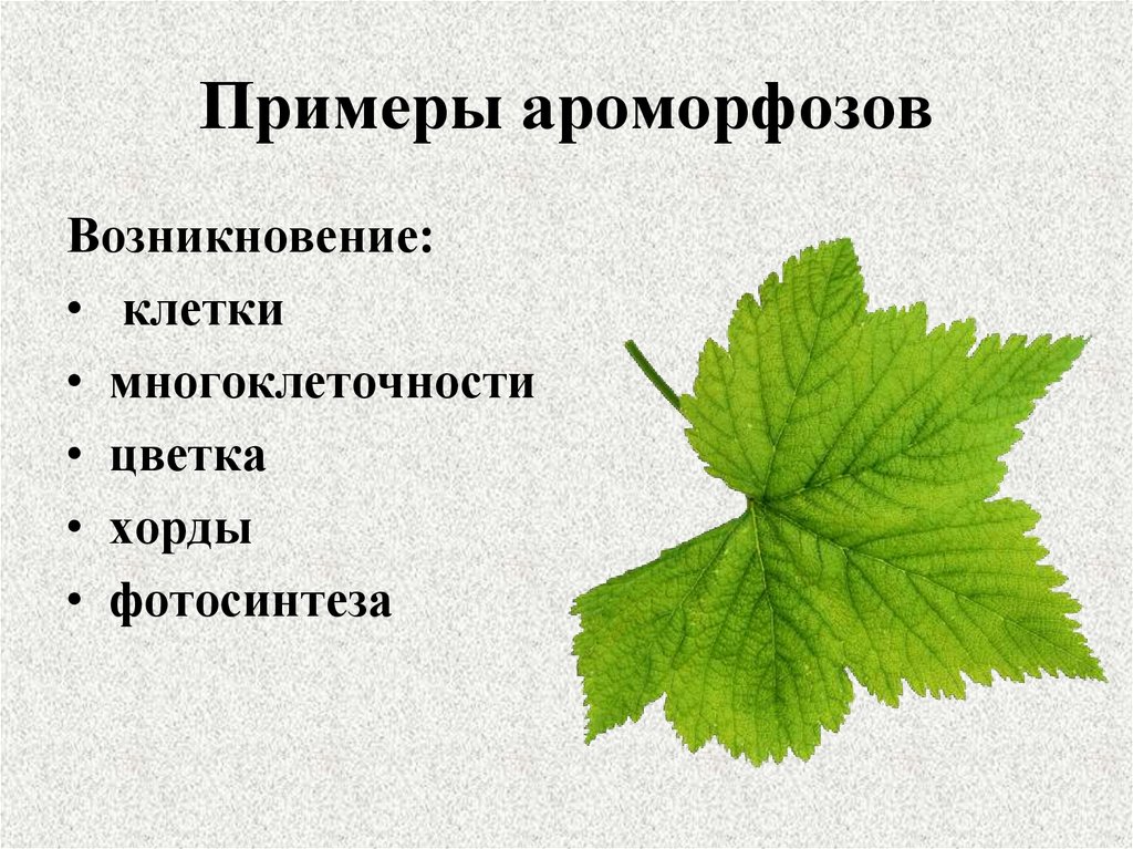 Примеры ароморфозов