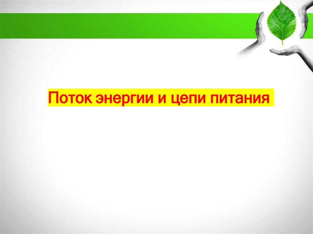 Поток энергии и цепи питания