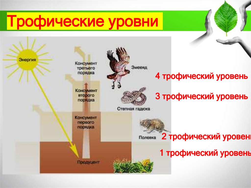 Трофические уровни