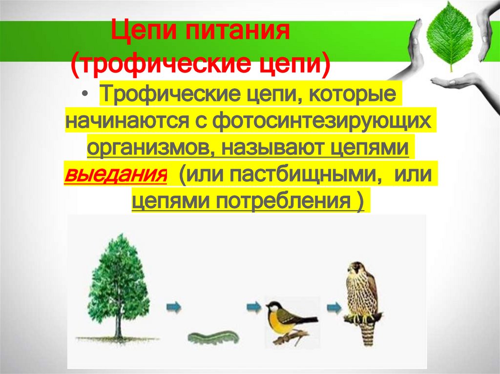 Цепи питания (трофические цепи)