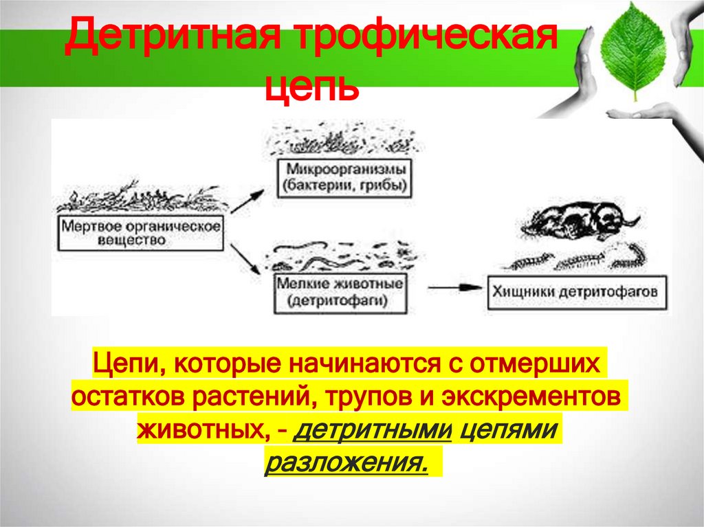 Детритная трофическая цепь