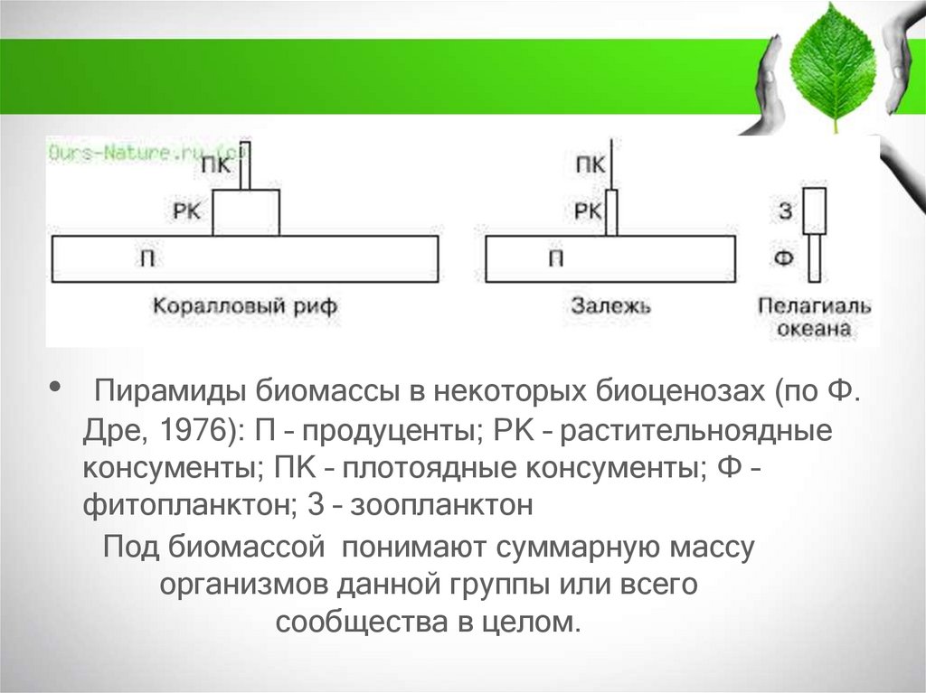 Пирамиды биомассы