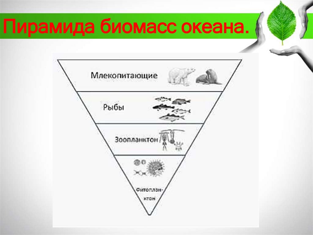 Пирамида биомасс океана.