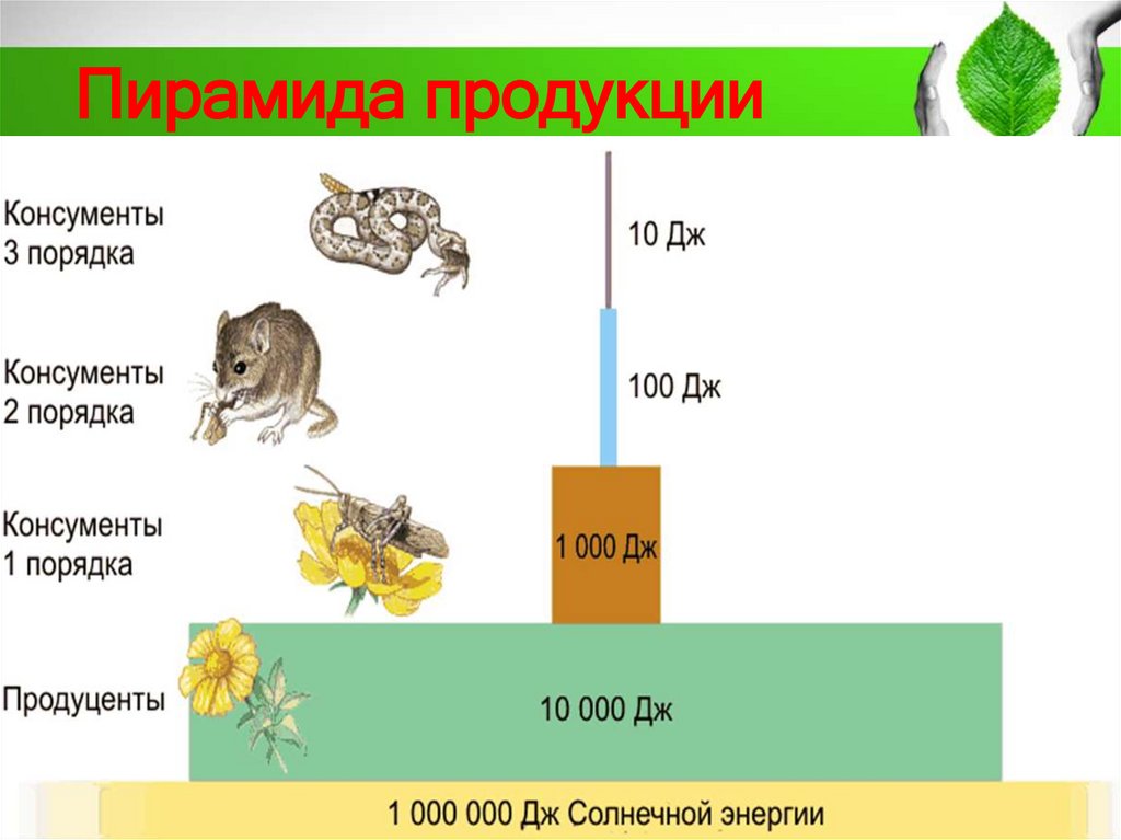 Пирамида продукции