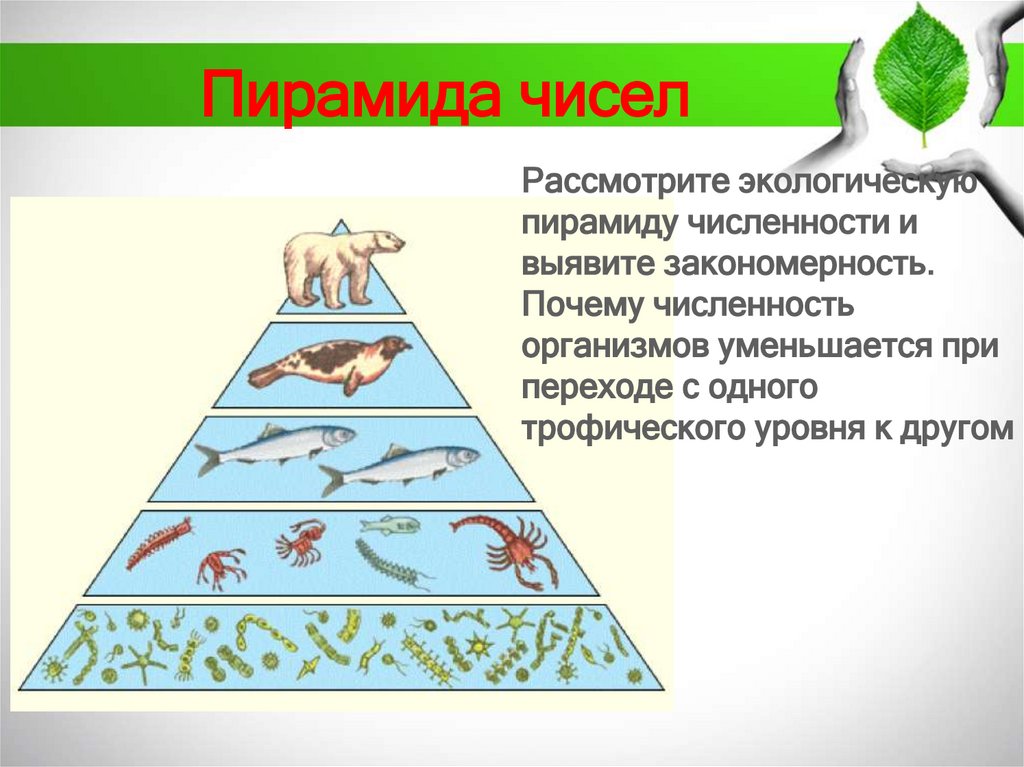 Пирамида чисел