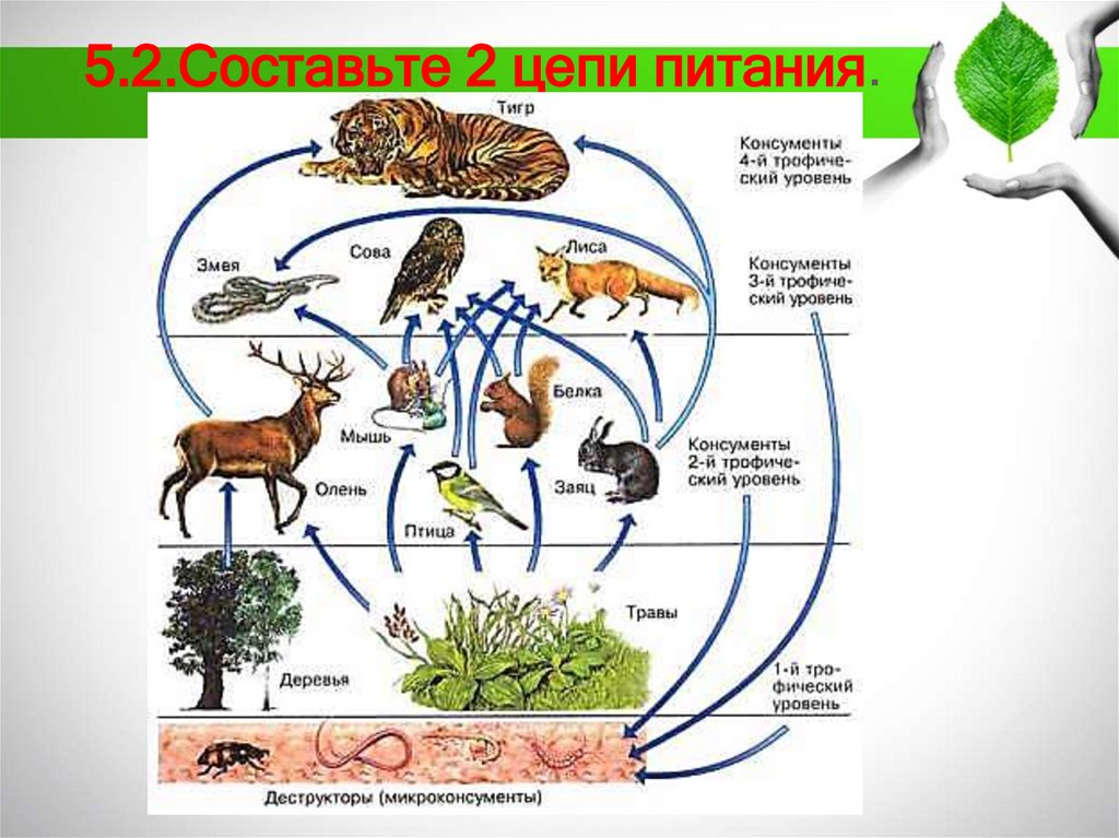 5.2.Составьте 2 цепи питания.