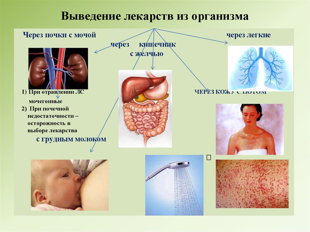 Выведение лекарств из организма