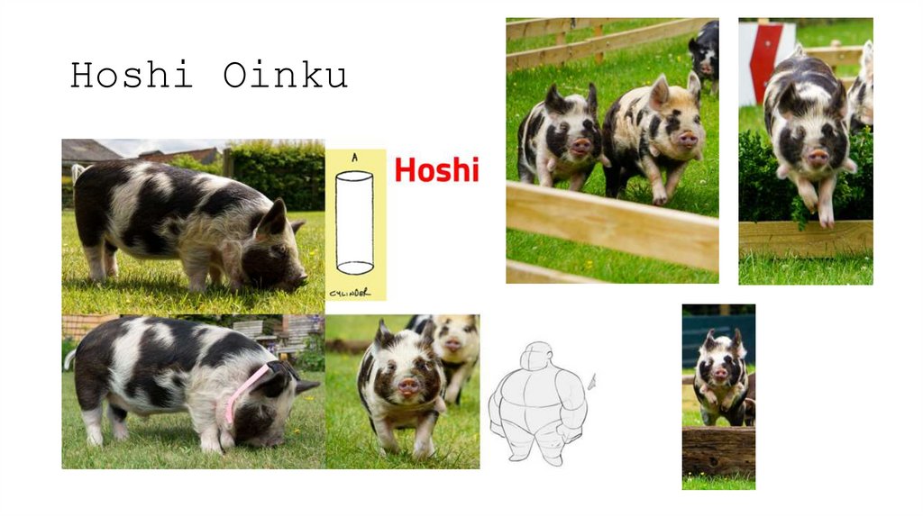 Hoshi Oinku