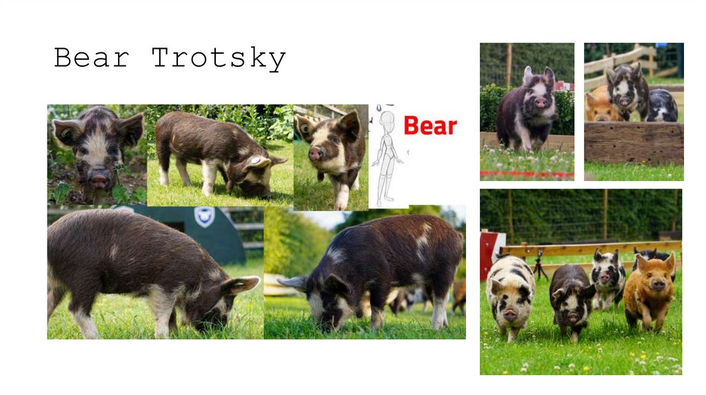 Bear Trotsky