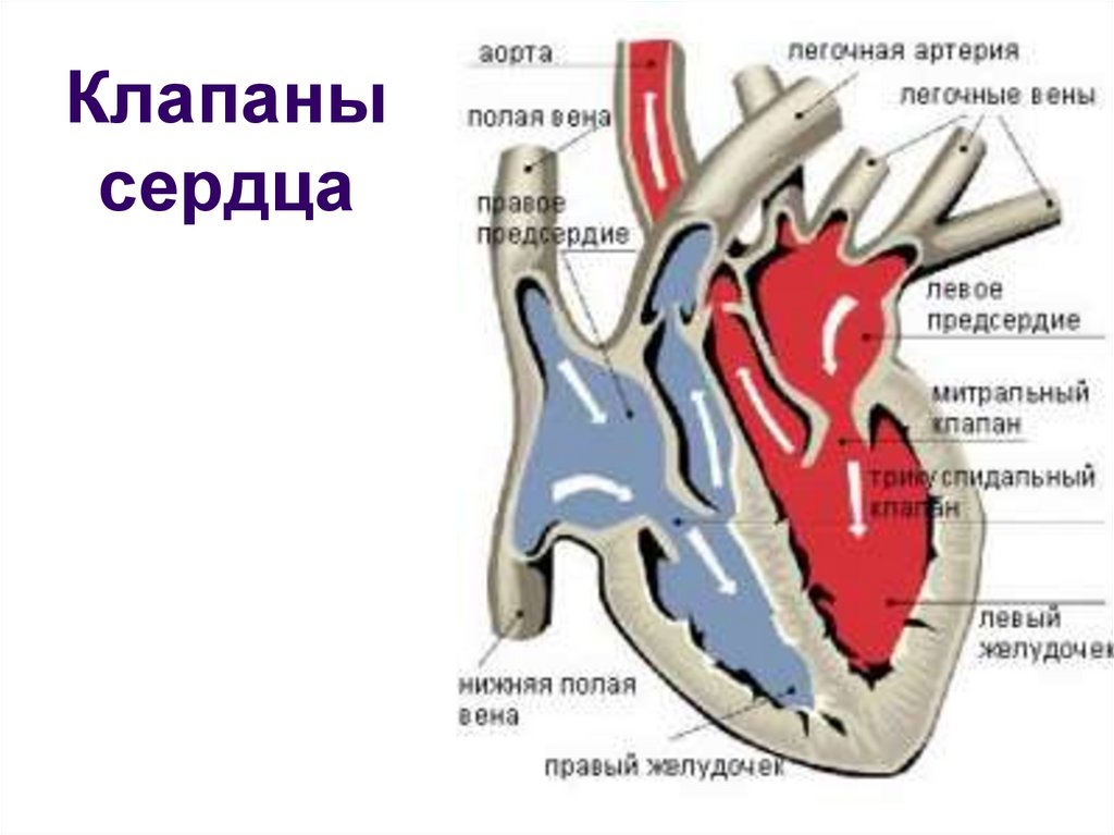 Клапаны сердца