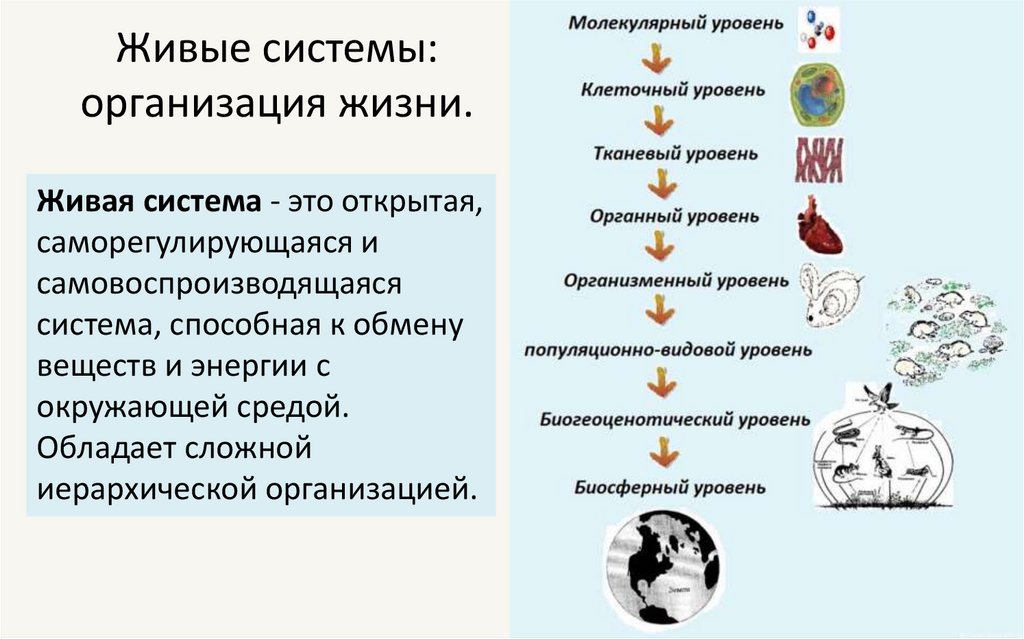 Живые системы: организация жизни.