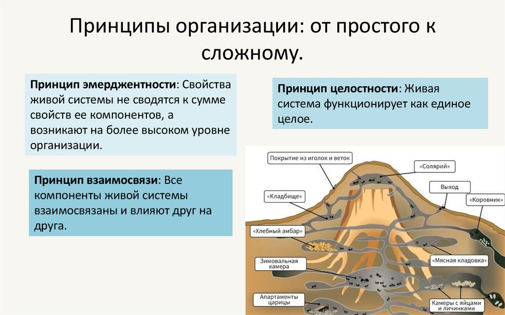 Принципы организации: от простого к сложному.