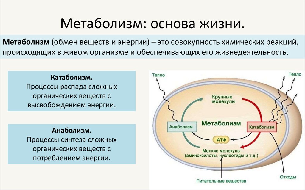 Метаболизм: основа жизни.