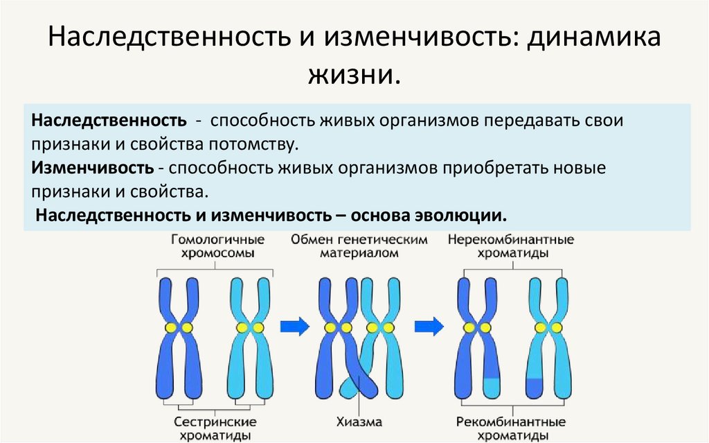 Наследственность и изменчивость: динамика жизни.