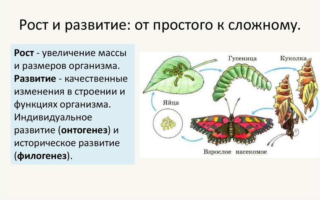 Рост и развитие: от простого к сложному.